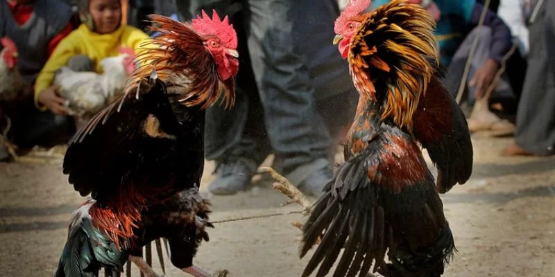 Cách xem chân gà chọi