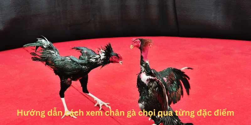 Hướng dẫn cách xem chân gà chọi qua từng đặc điểm (1) Hướng dẫn cách xem chân gà chọi qua từng đặc điểm (1)
