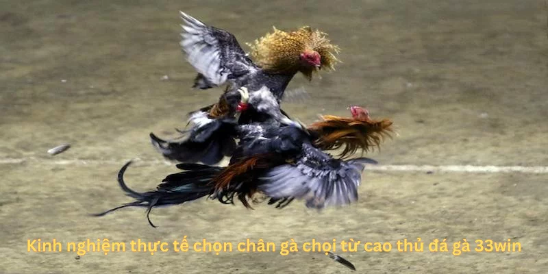 Kinh nghiệm thực tế chọn chân gà chọi từ cao thủ đá gà 33win Kinh nghiệm thực tế chọn chân gà chọi từ cao thủ đá gà 33win