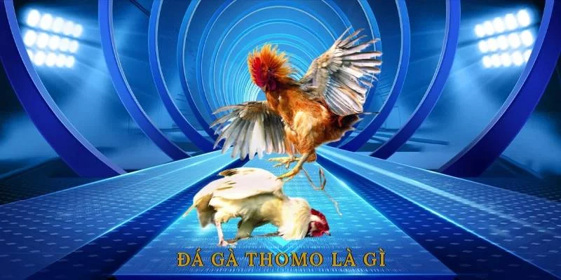 Luật chơi cơ bản khi tham gia đá gà thomo